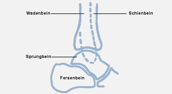 Anatomie des Fusses