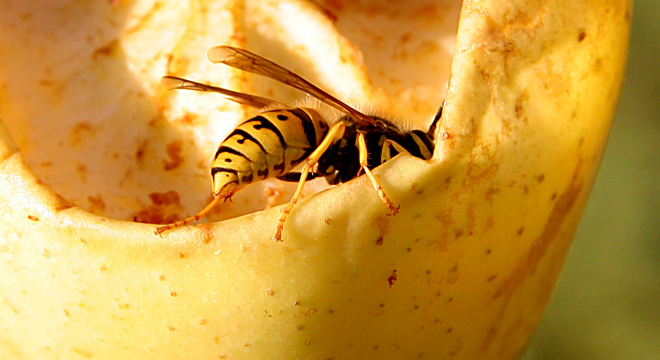 Insektengiftallergie: am häufigsten durch Bienen- oder Wespengift