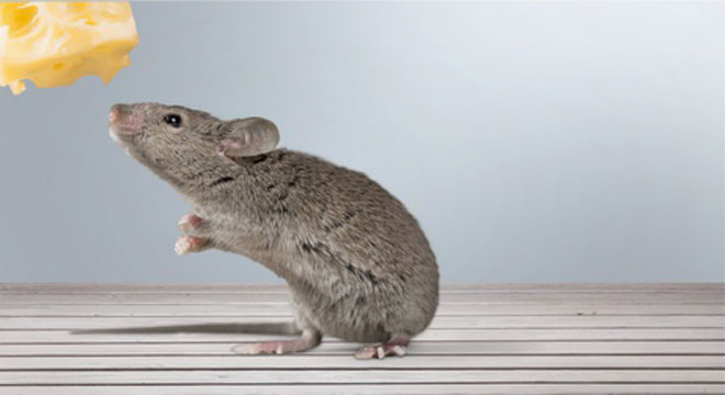 Lassafieber: Das Virus wird durch die Maus übertragen