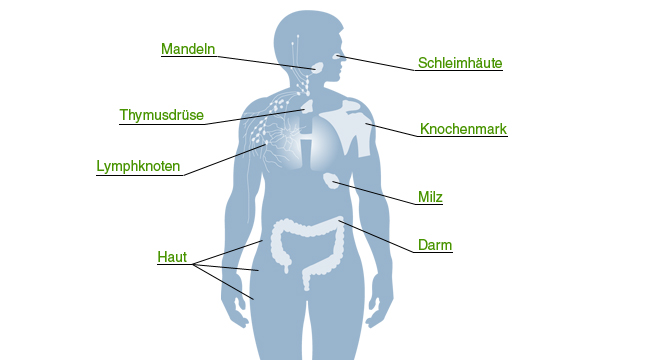 Abwehrschwäche: Das Immunsystem