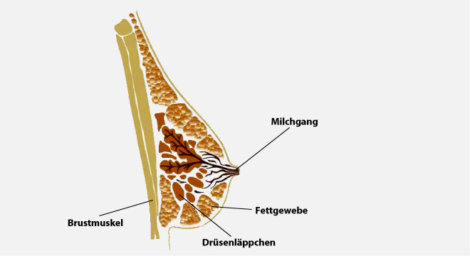 Mastopathie: gutartige Veränderungen der weiblichen Brust